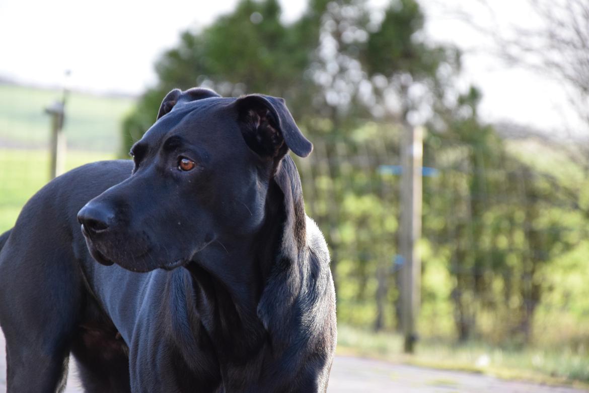 Blanding af racer Xena (hvil i fred <3) billede 8