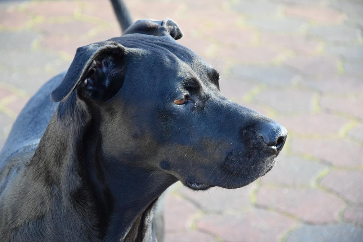 Blanding af racer Xena (hvil i fred <3) billede 10