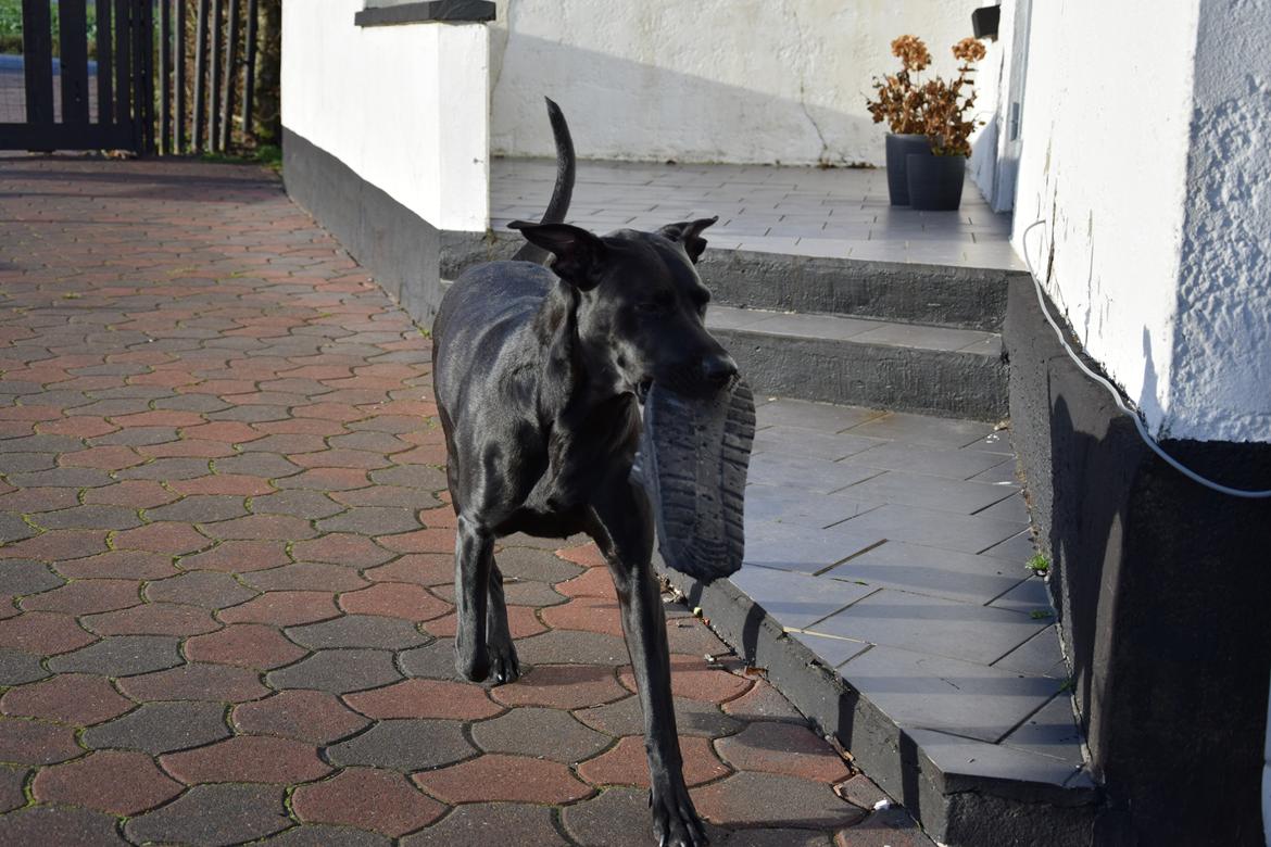 Blanding af racer Xena (hvil i fred <3) billede 6