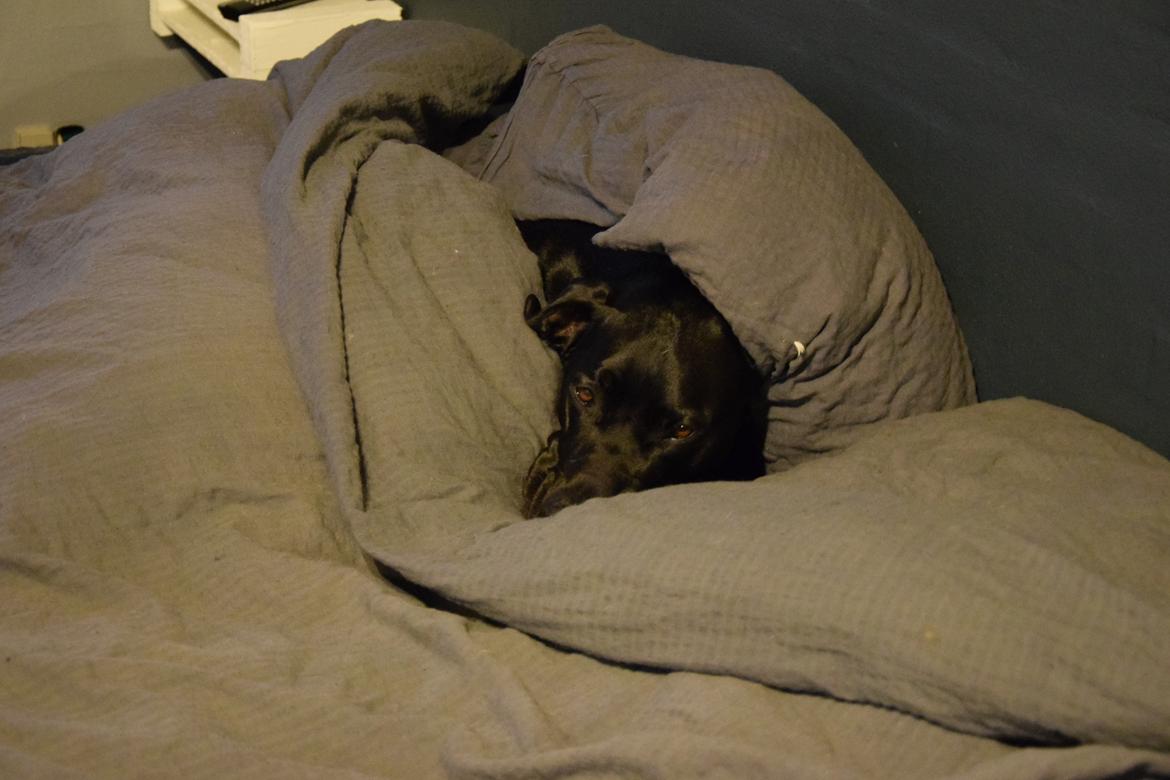 Blanding af racer Xena (hvil i fred <3) billede 11