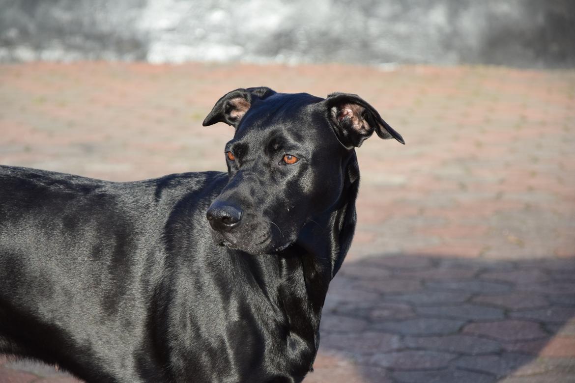 Blanding af racer Xena (hvil i fred <3) billede 7