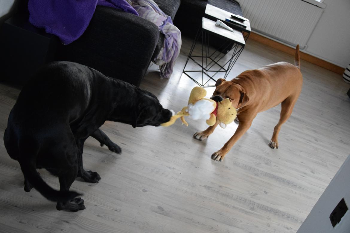 Blanding af racer Xena (hvil i fred <3) billede 12