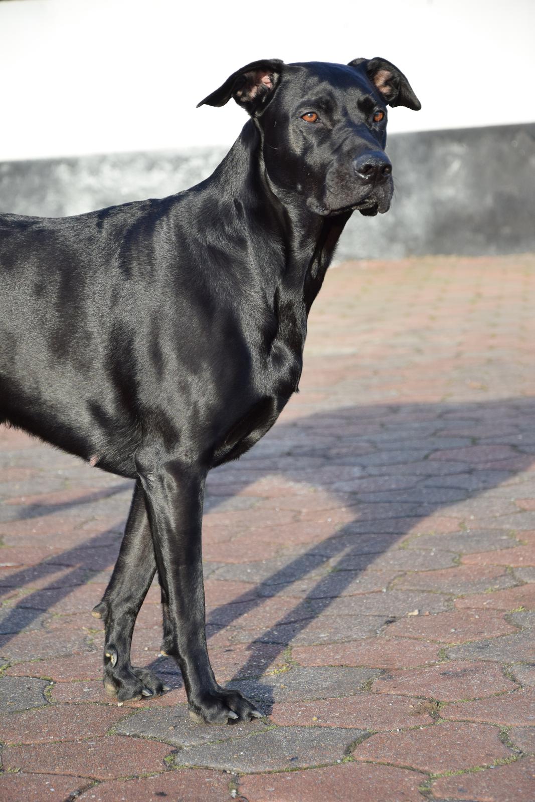 Blanding af racer Xena (hvil i fred <3) billede 9