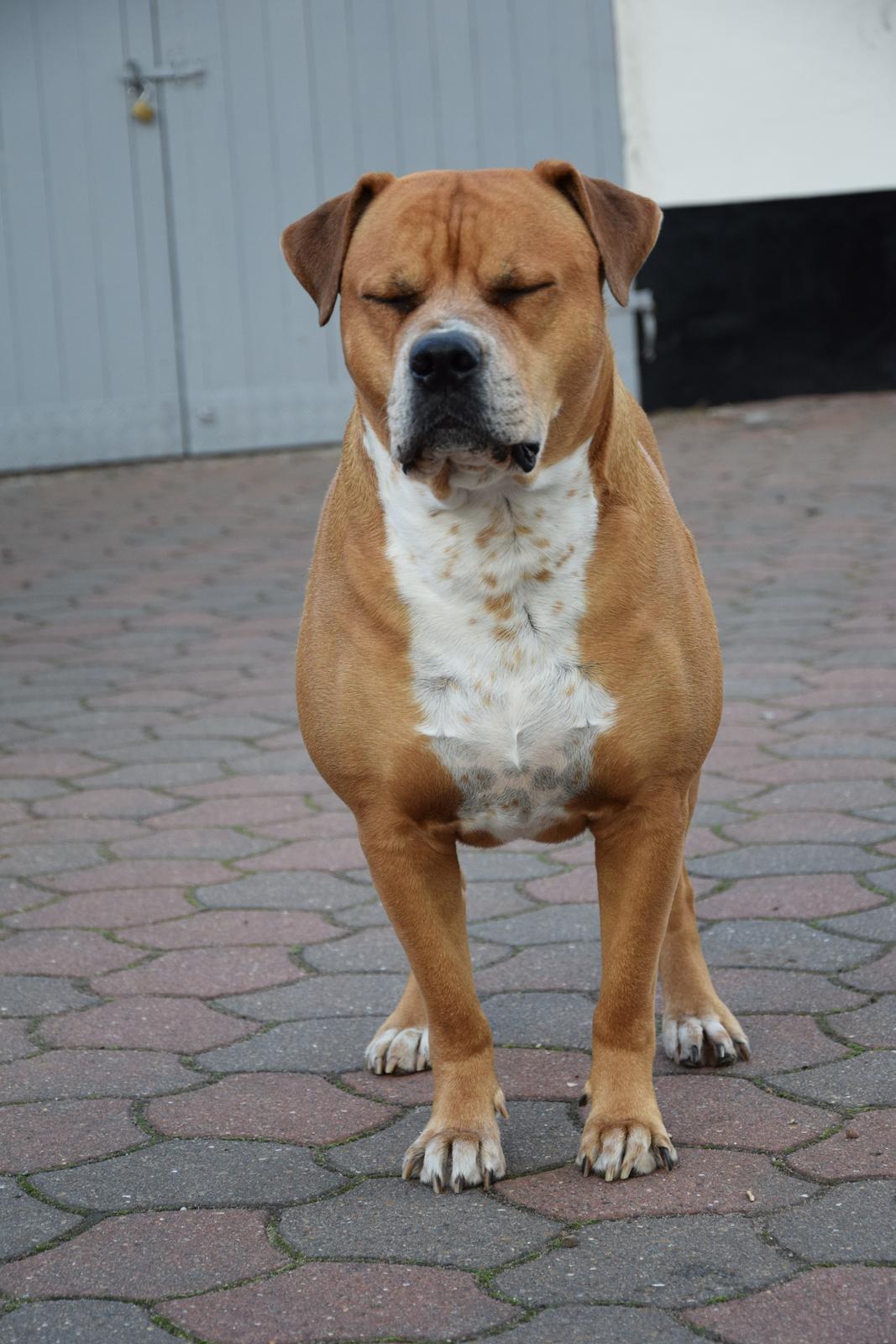 Amerikansk bulldog Cash billede 7