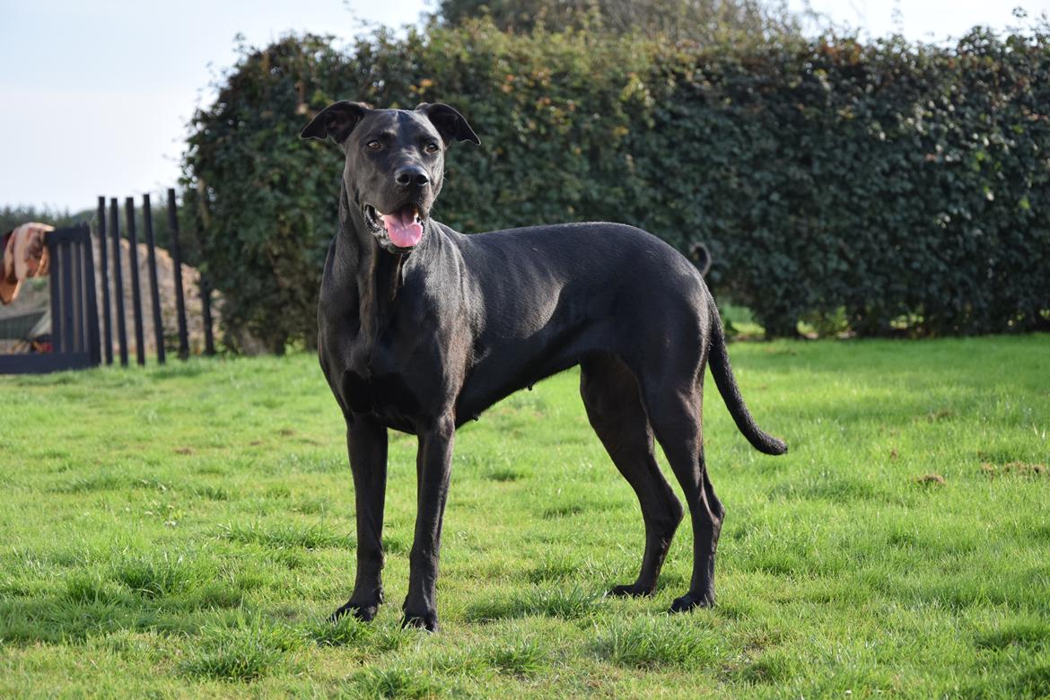 Blanding af racer Xena (hvil i fred <3) billede 4