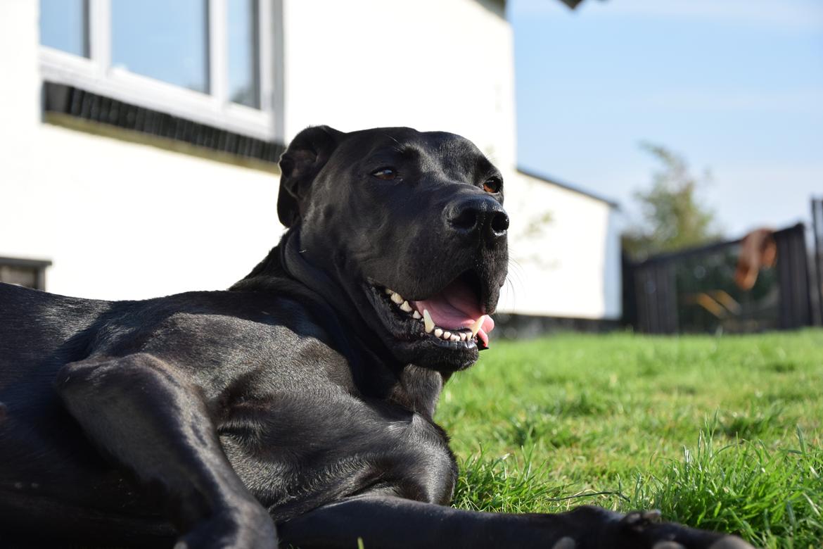 Blanding af racer Xena (hvil i fred <3) billede 3