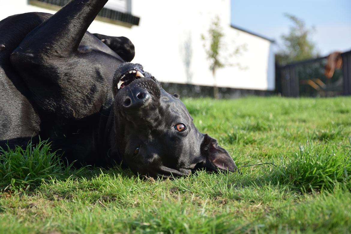 Blanding af racer Xena (hvil i fred <3) billede 2