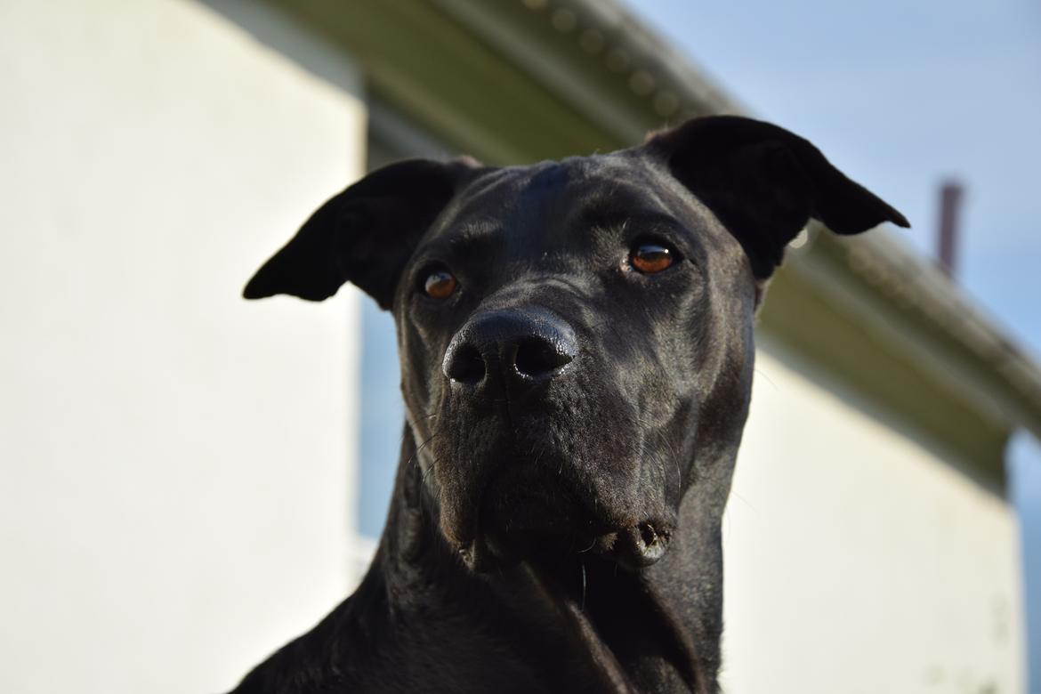 Blanding af racer Xena (hvil i fred <3) billede 1