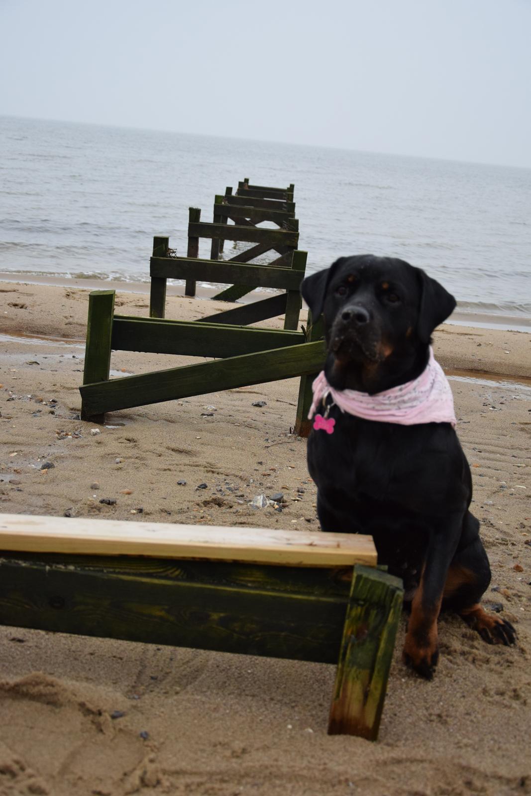 Rottweiler Kali billede 1