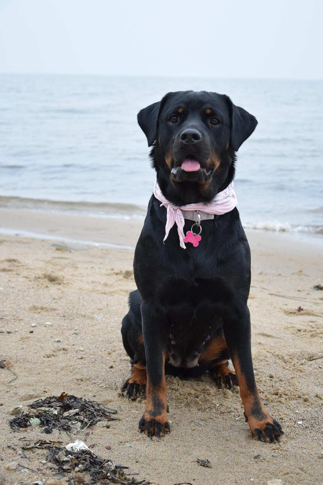 Rottweiler Kali billede 2