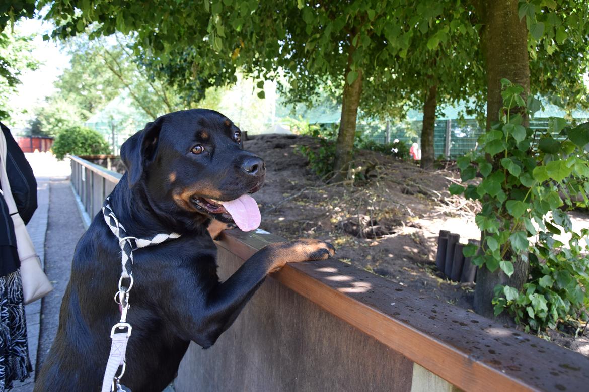 Rottweiler Kali billede 8