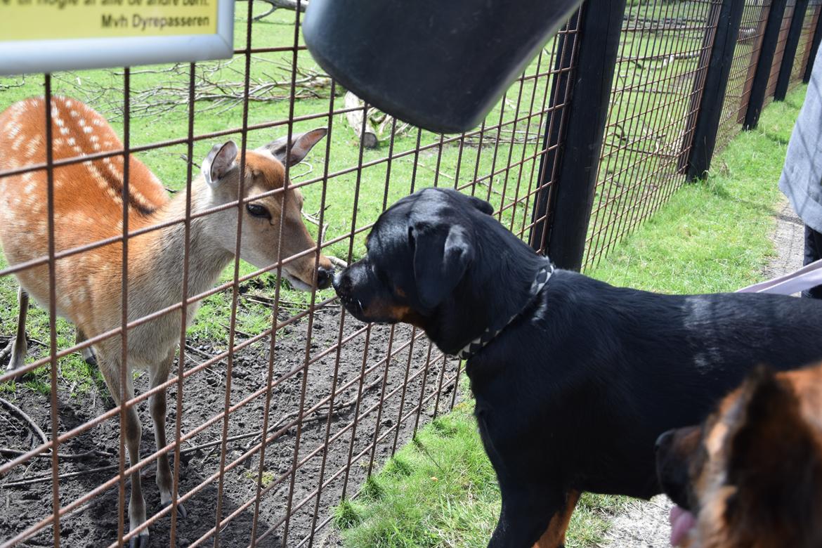 Rottweiler Kali billede 7