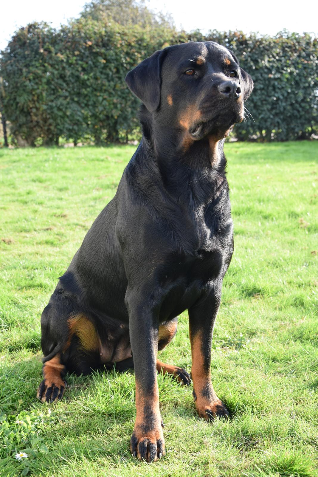 Rottweiler Kali billede 4