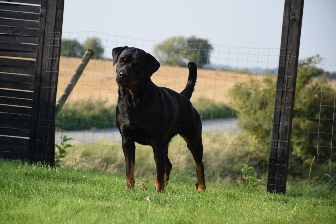 Rottweiler Kali billede 5