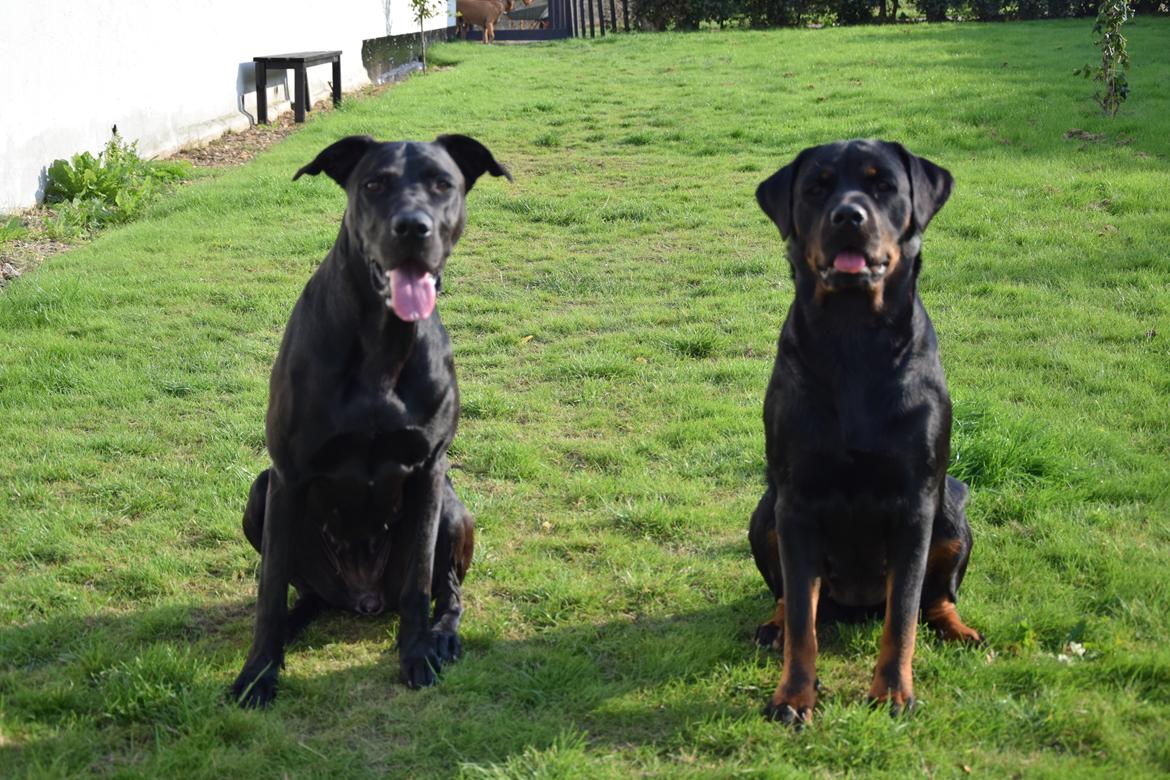 Rottweiler Kali billede 11