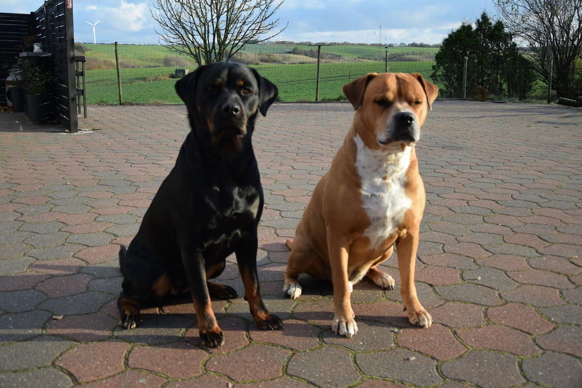 Rottweiler Kali billede 10