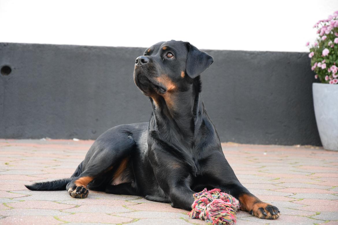 Rottweiler Kali billede 9