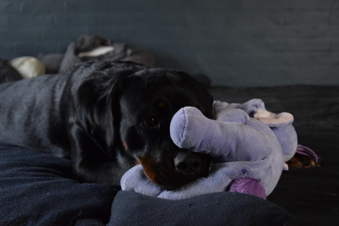 Rottweiler Kali billede 6