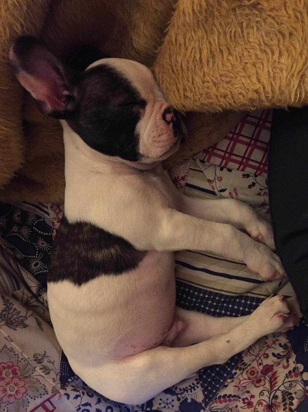 Fransk bulldog Torro billede 4