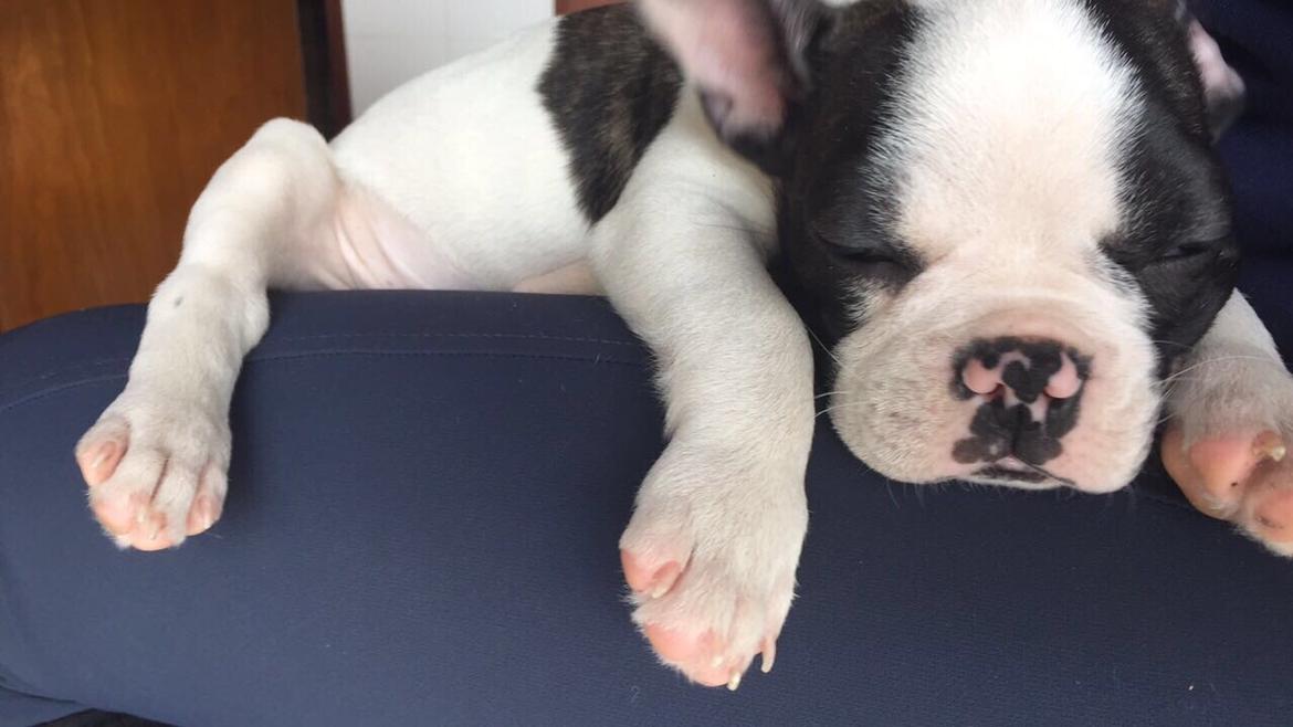 Fransk bulldog Torro billede 7