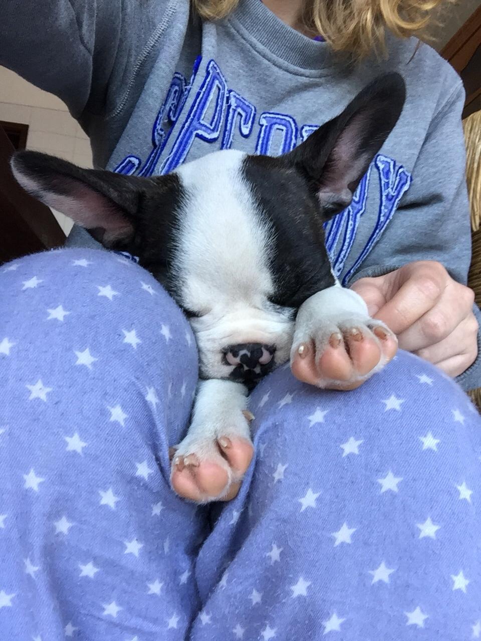 Fransk bulldog Torro billede 6