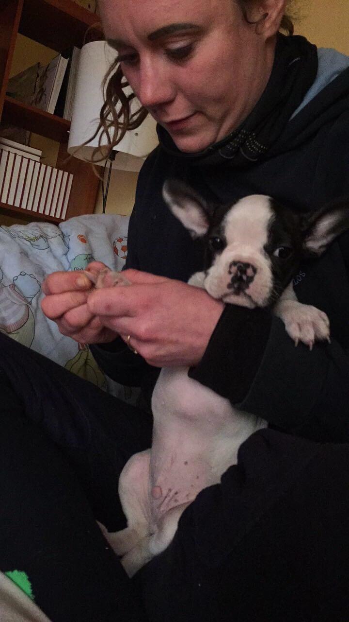 Fransk bulldog Torro - Det er ikke så sjovt, at få ordnet negle billede 8