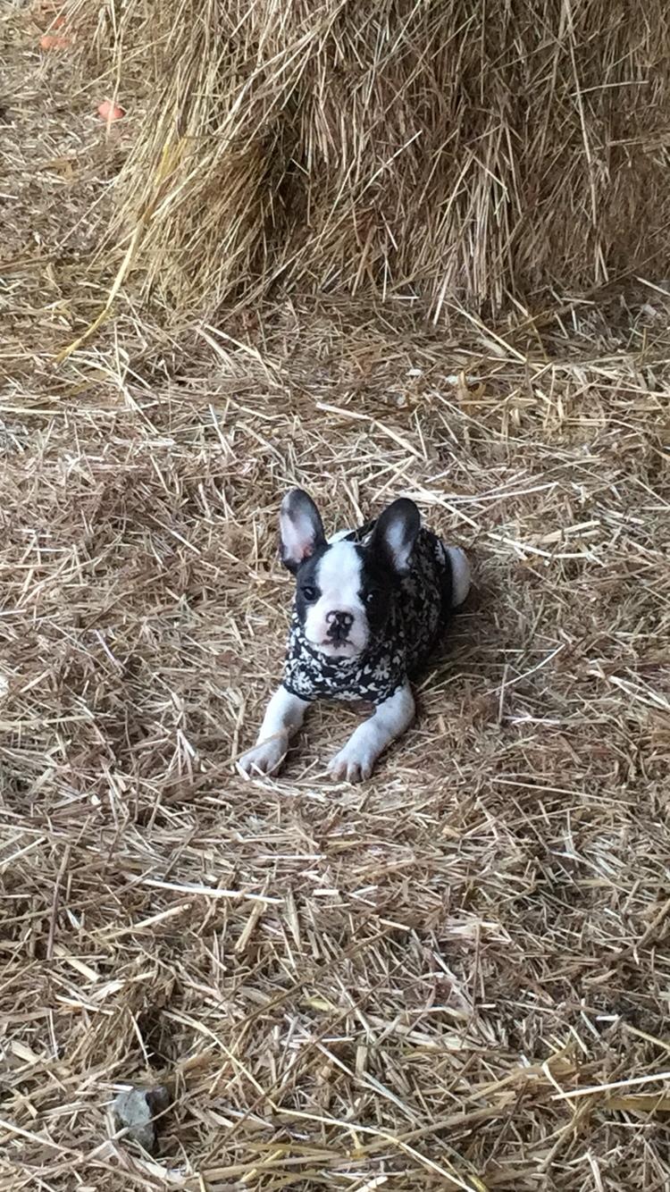 Fransk bulldog Torro - Kold morgen i Portugal '17 billede 9