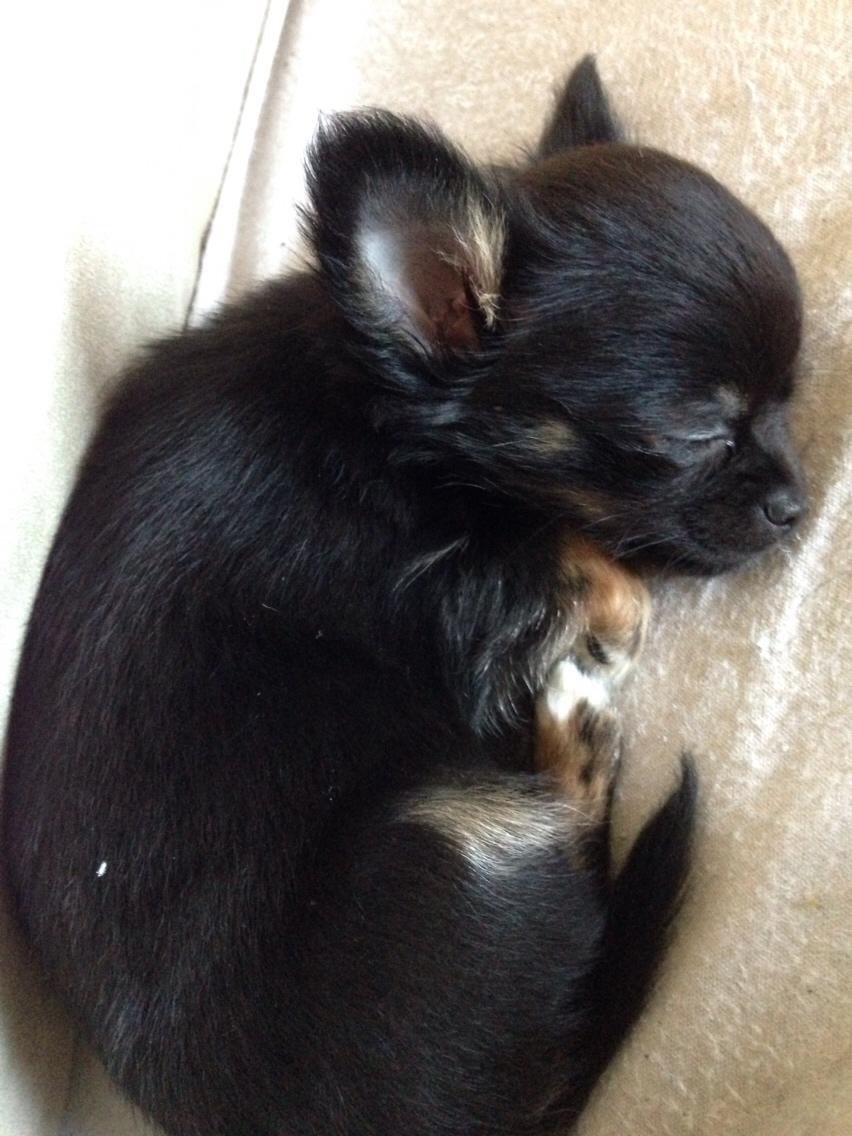 Chihuahua Nexu billede 9