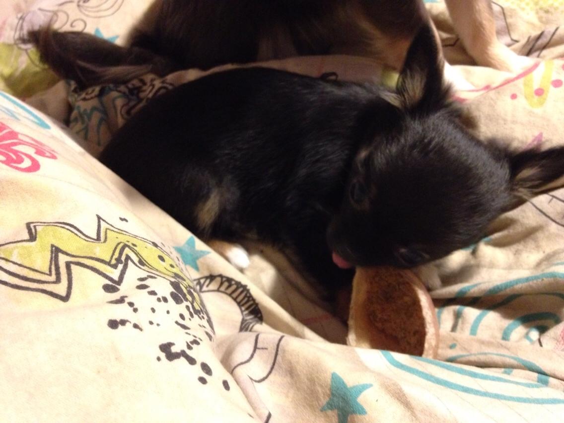 Chihuahua Nexu billede 10