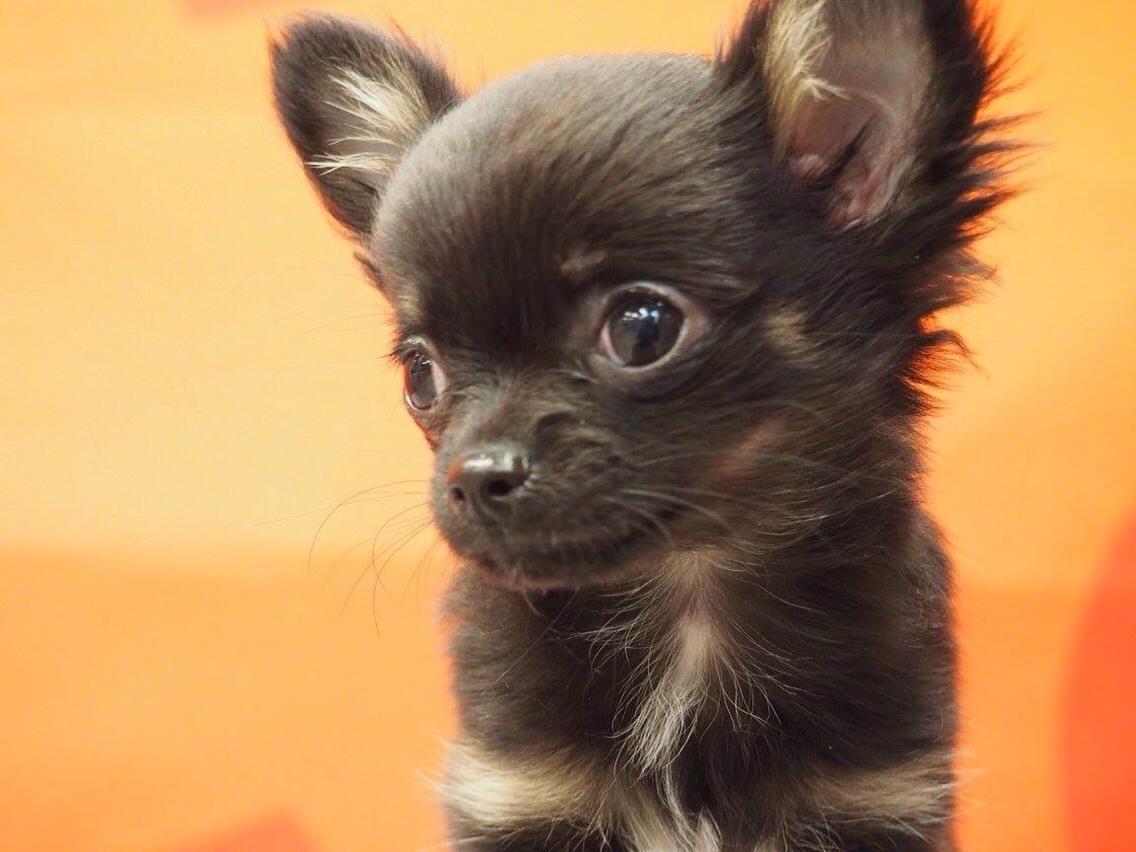 Chihuahua Nexu billede 11