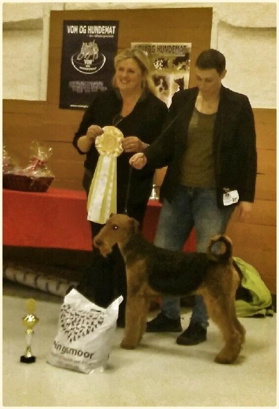 Airedale terrier Shadow Of Aire Love Song billede 14