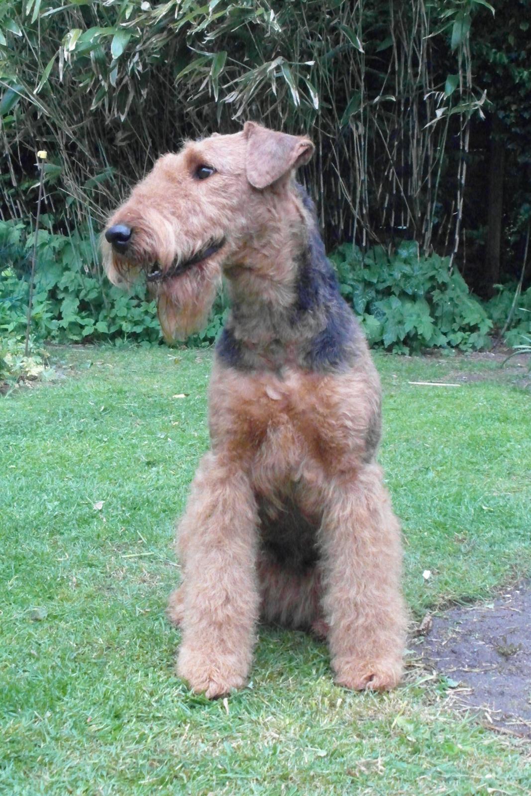Airedale terrier Shadow Of Aire Love Song billede 15