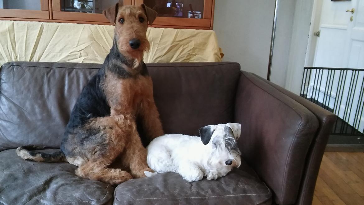 Airedale terrier Shadow Of Aire Love Song billede 16