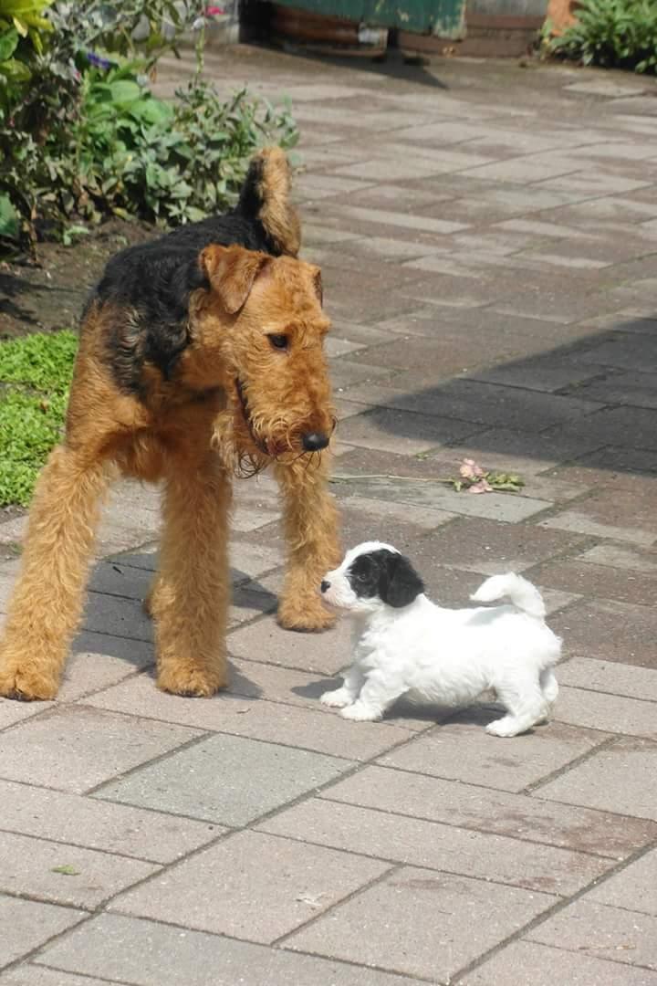 Airedale terrier Shadow Of Aire Love Song billede 17