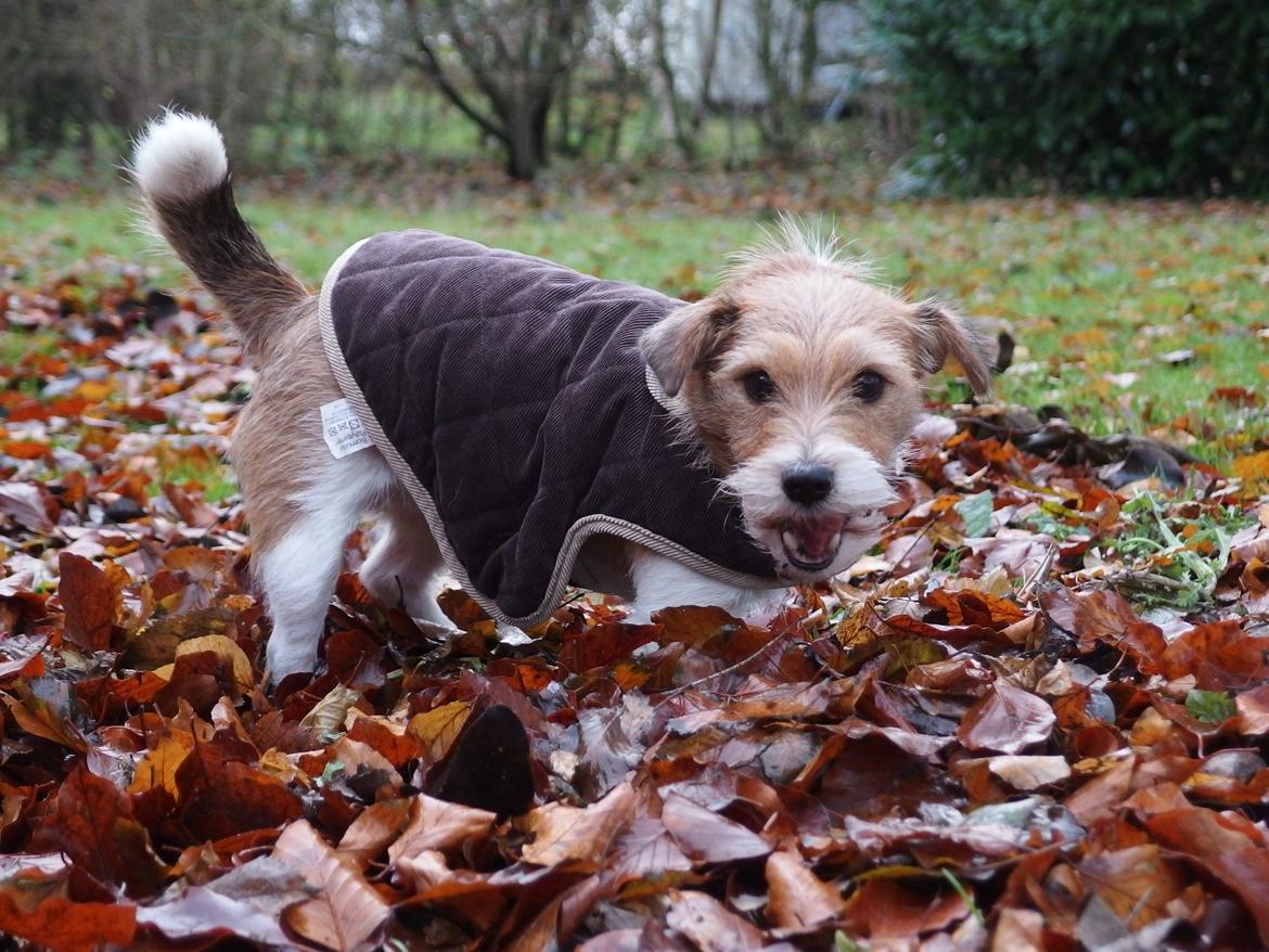 Jack russell terrier Alina - Her ser du nogle søde billeder, af en endnu sødere hund! billede 5