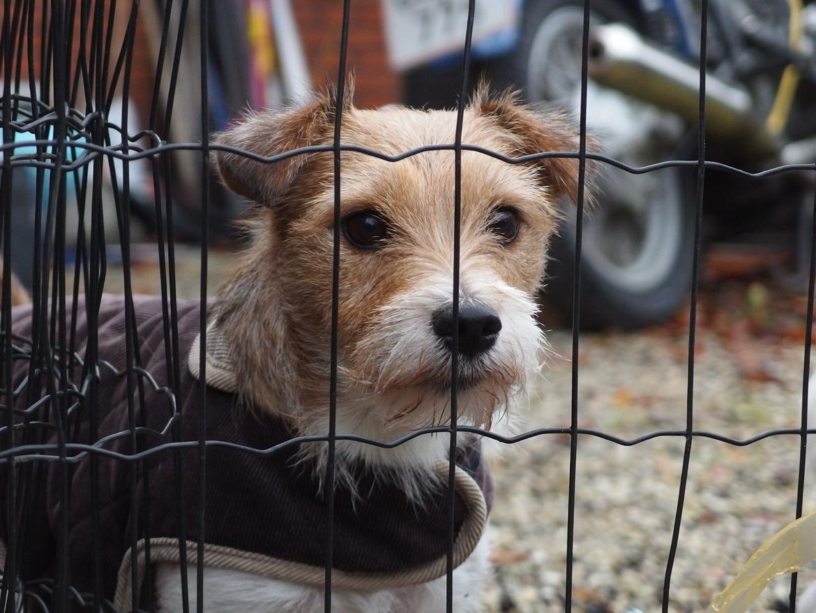 Jack russell terrier Alina billede 8