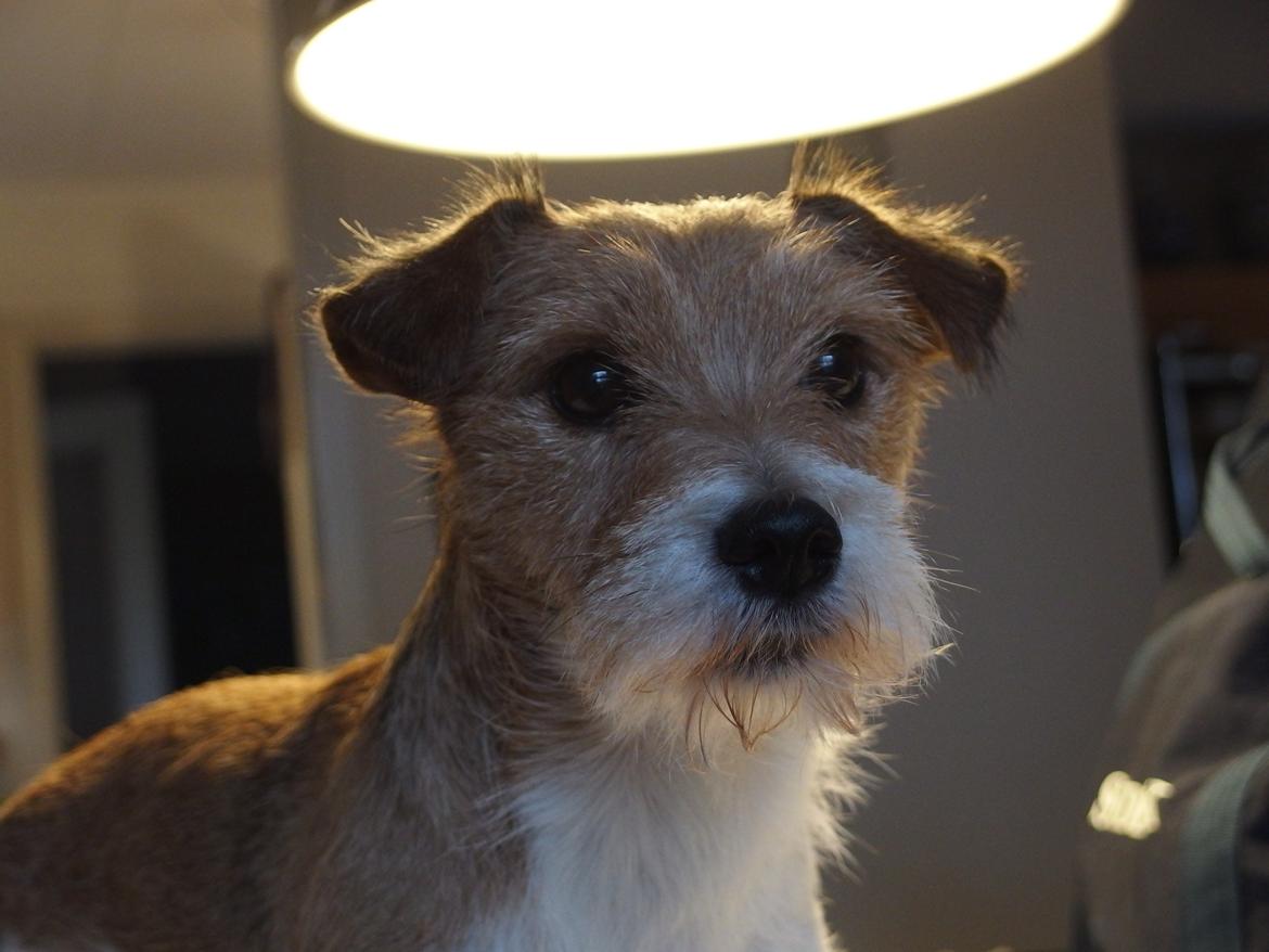 Jack russell terrier Alina billede 12