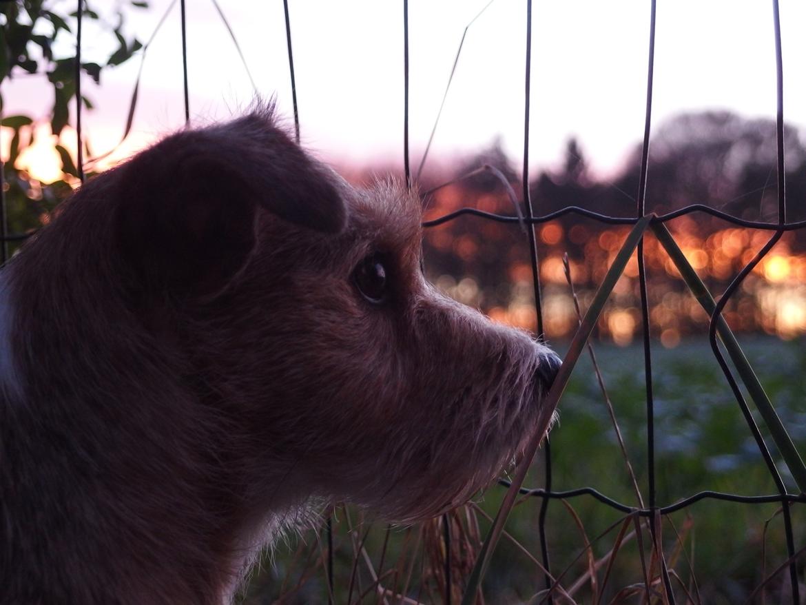 Jack russell terrier Alina billede 9