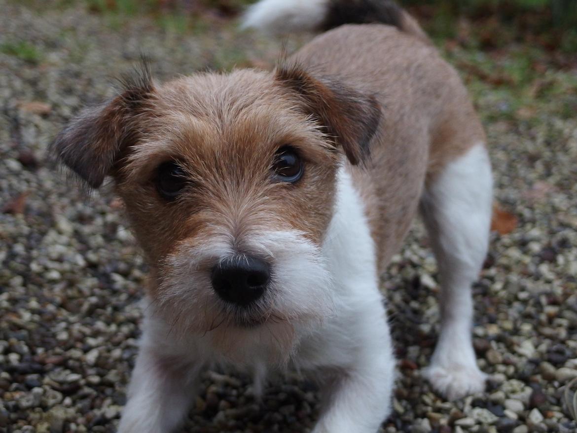 Jack russell terrier Alina billede 16