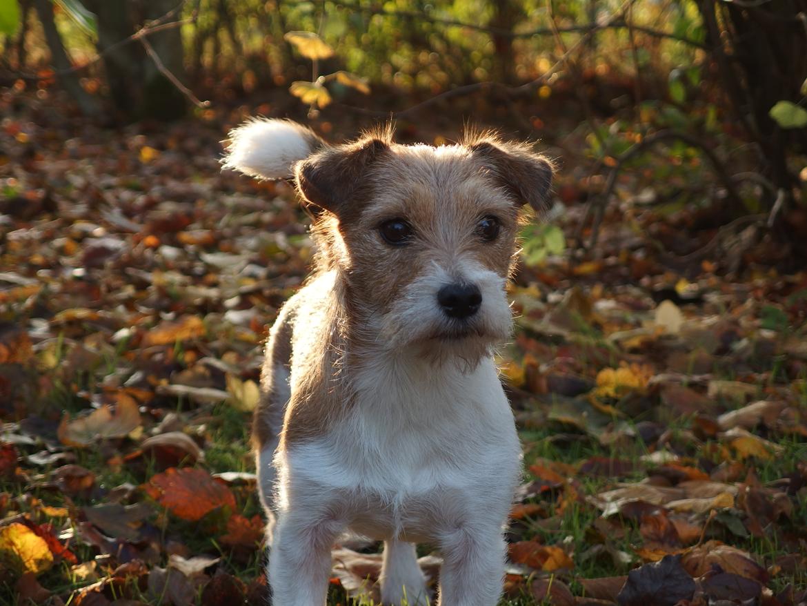 Jack russell terrier Alina billede 10