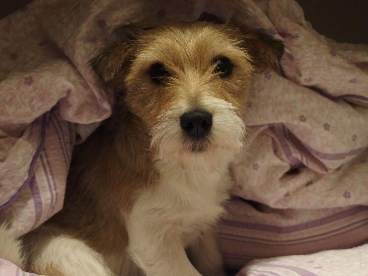 Jack russell terrier Alina billede 14