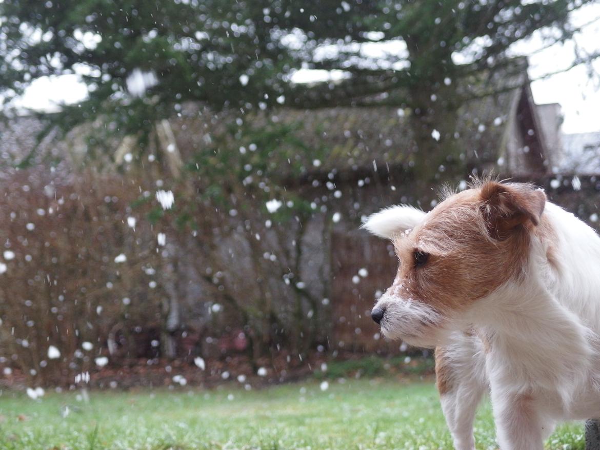 Jack russell terrier Alina billede 15