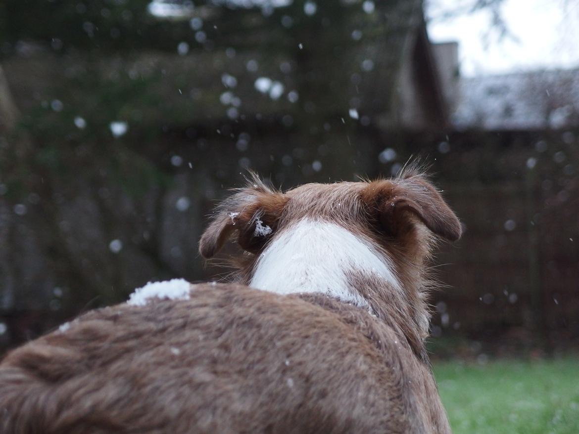 Jack russell terrier Alina billede 19