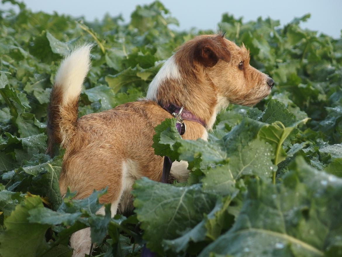 Jack russell terrier Alina billede 13