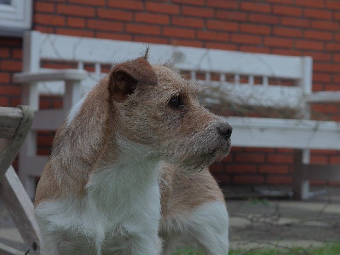 Jack russell terrier Alina billede 21