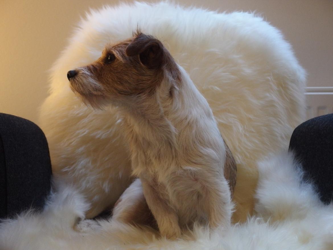 Jack russell terrier Alina - VELKOMMEN TIL ALINAS GALLERI! billede 4