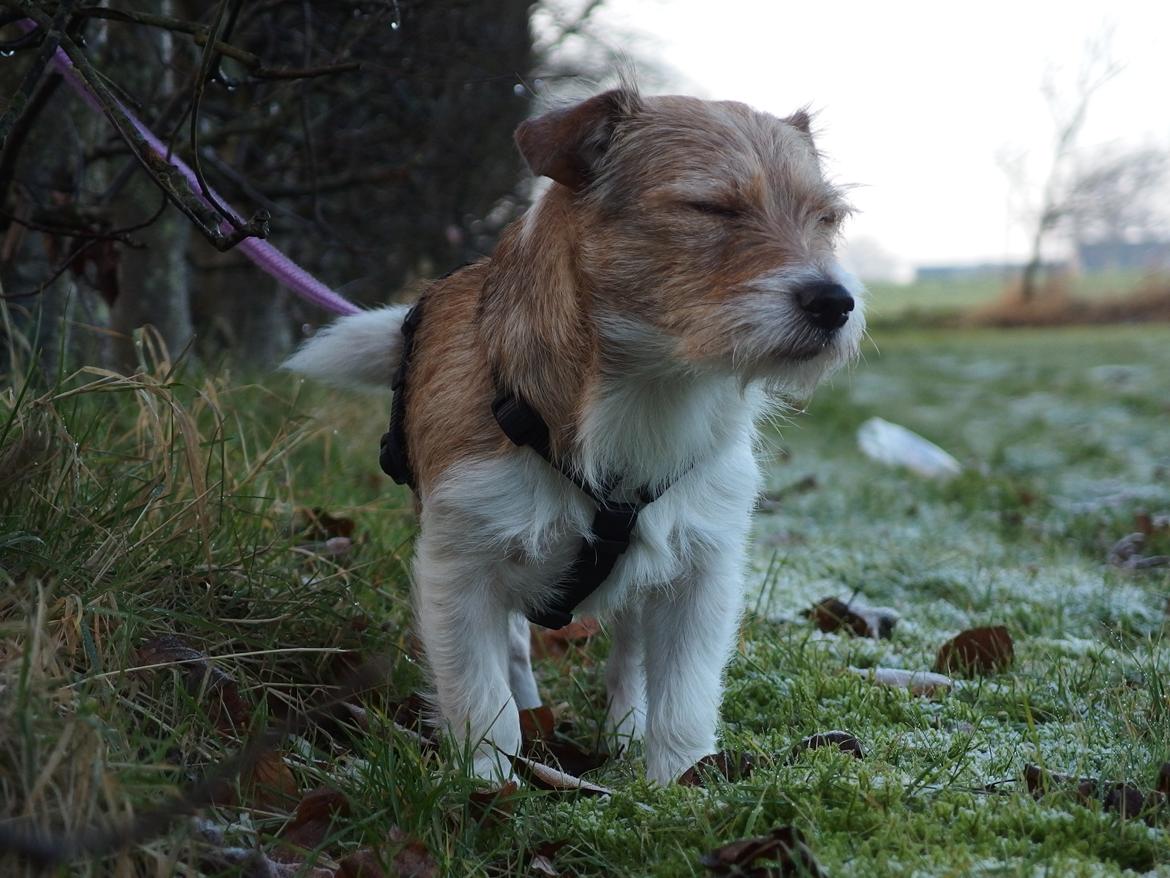 Jack russell terrier Alina billede 18