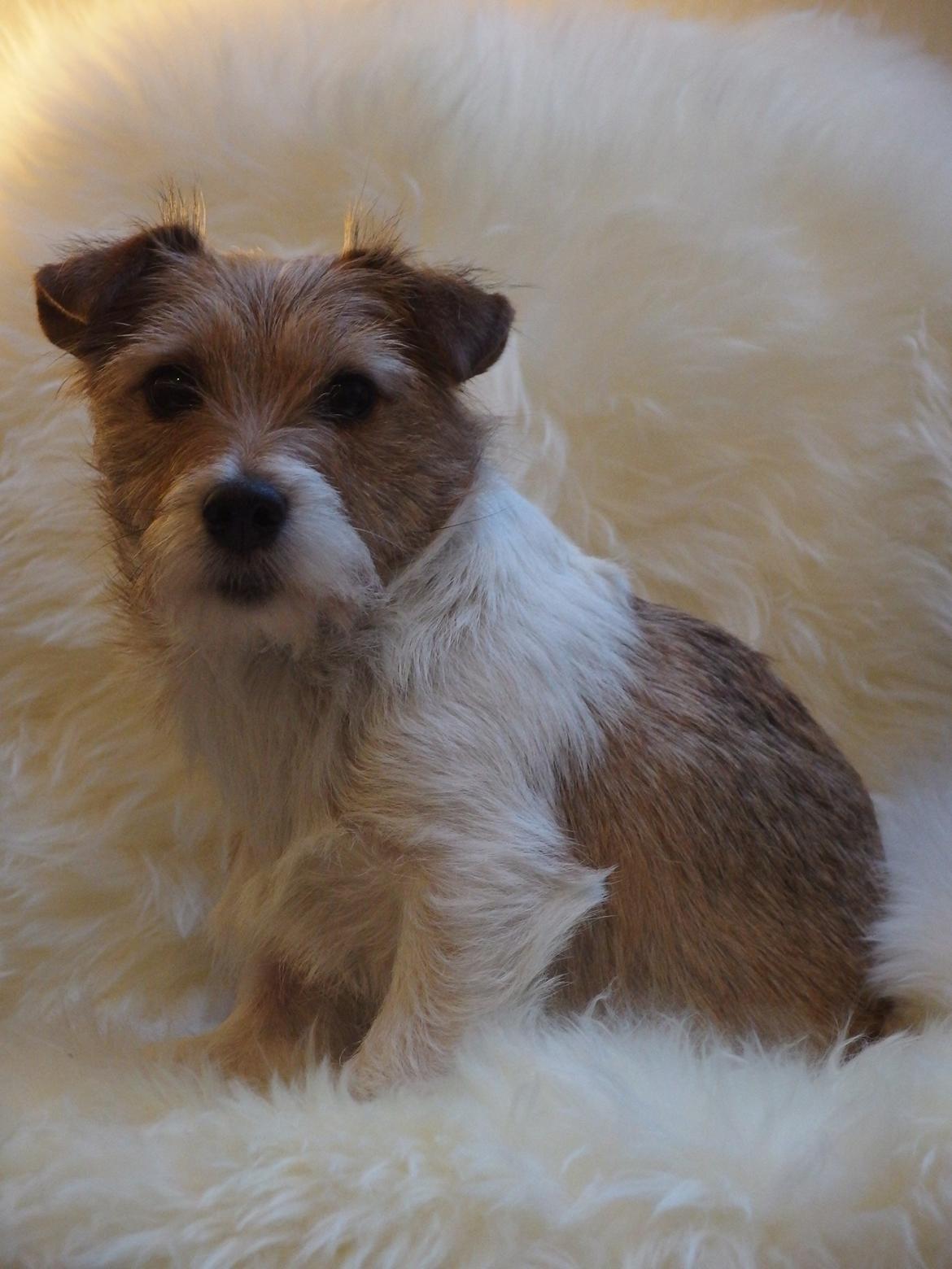 Jack russell terrier Alina billede 23