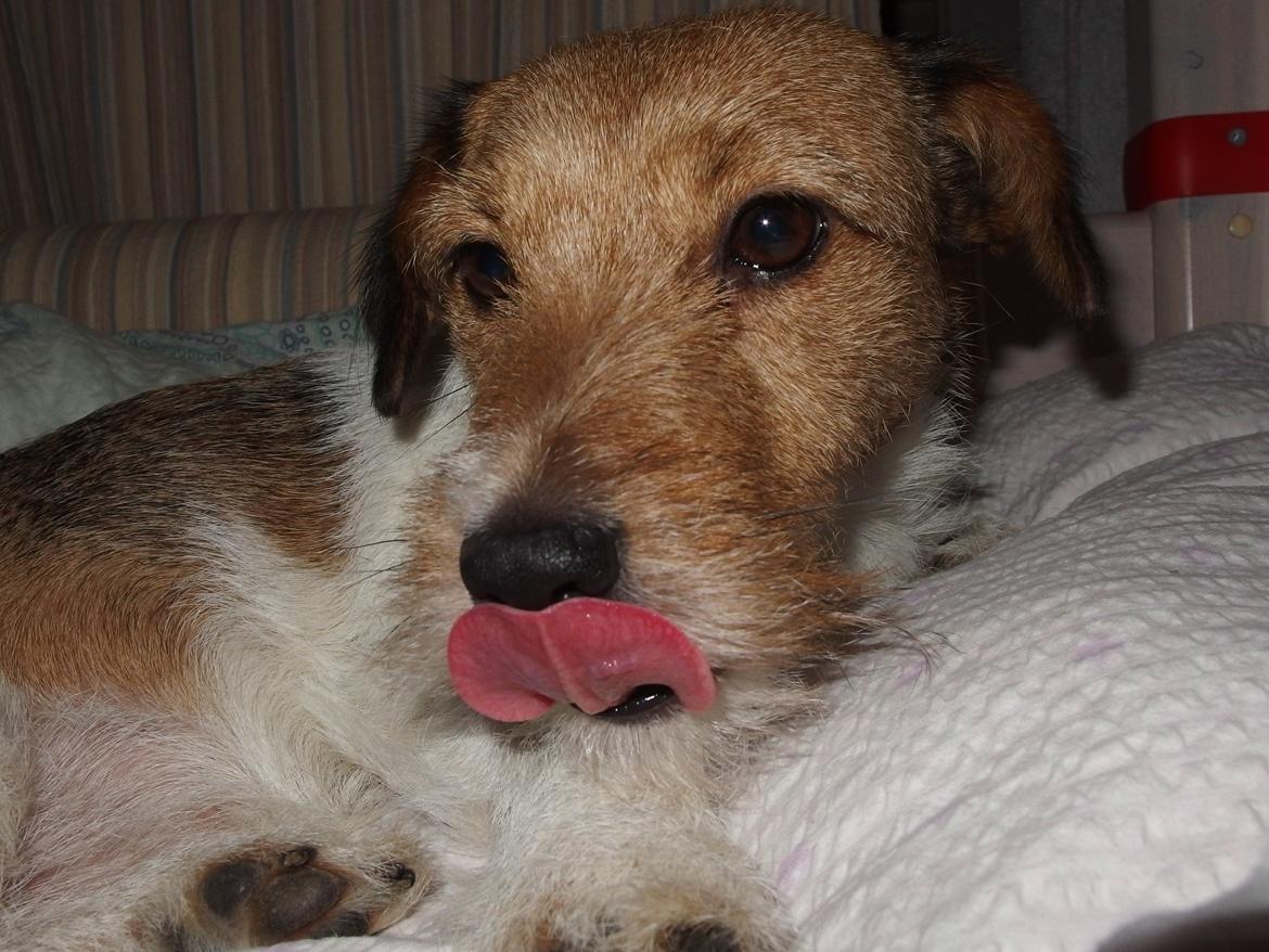 Jack russell terrier Amy billede 12