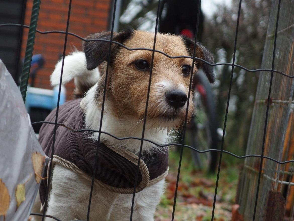 Jack russell terrier Amy billede 18